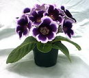 Sinningia speciosa